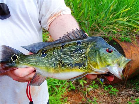 皇冠三間飼養|眼點麗魚:眼點麗魚（Cichla ocellaris）又稱皇冠三間、孔雀 